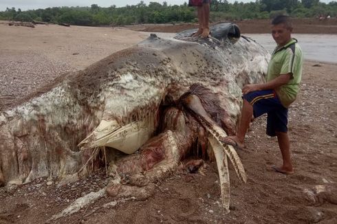 Bangkai Paus Sepanjang 12 Meter Terdampar di Pantai Panfolok Kupang