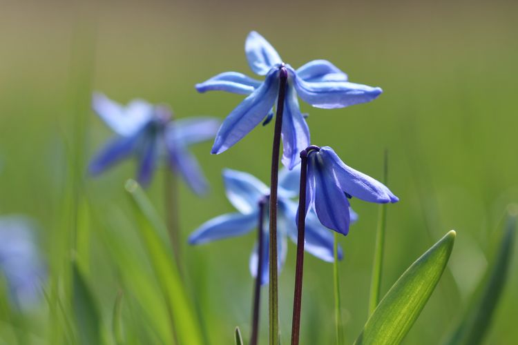 Ilustrasi bunga Amsonia atau Blue Star.