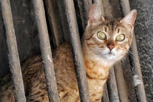 Ketahuan Jual Daging Kucing, Pria Kenya Dikirim ke Penjara