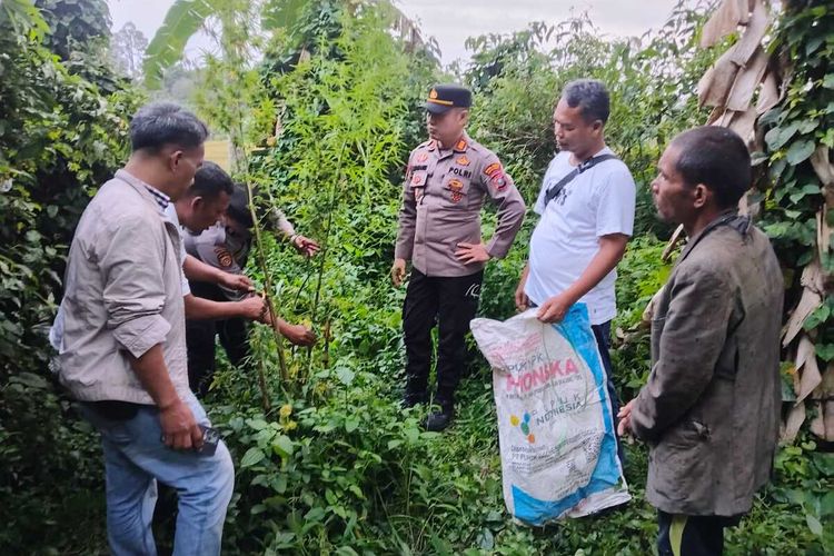 Polisi Temukan 12 Pokok Tanaman Ganja di Ladang Petani Simalungun