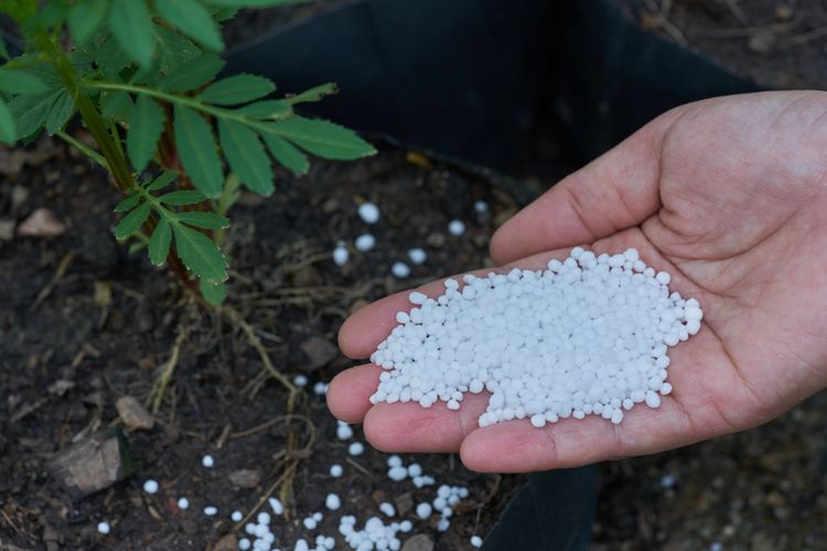 Ilustrasi pupuk urea, pemberian pupuk urea pada tanaman.