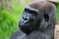 Gorila Betina di Kebun Binatang Australia Mati Diserang Gorila Jantan