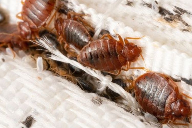 Ilustrasi kutu busuk.