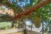 Menanam Nangka di Pekarangan, Menikmati Buahnya, Merasakan Hematnya
