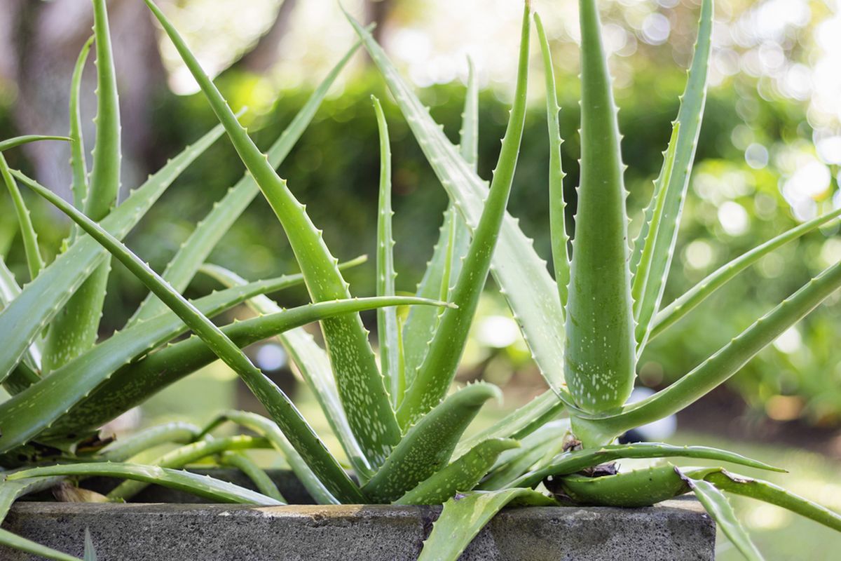 Ilustrasi tanaman lidah buaya atau Aloe vera.