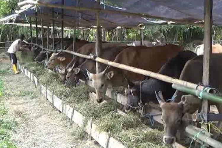 Sapi qurban habis diborong warga di Polewali Mandar sulawesi barat sebulan sebelum lebaran Idul Adha