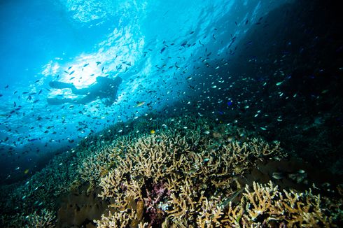 5 Fakta Taman Nasional Bunaken, Surga Para Penyelam