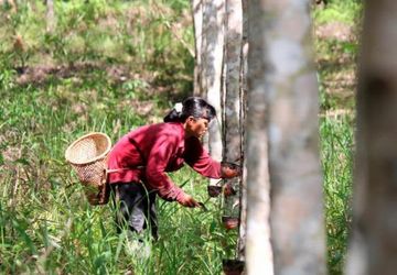 Ketika Petani Meninggalkan Karet: Sawit Dinilai Lebih Menjanjikan