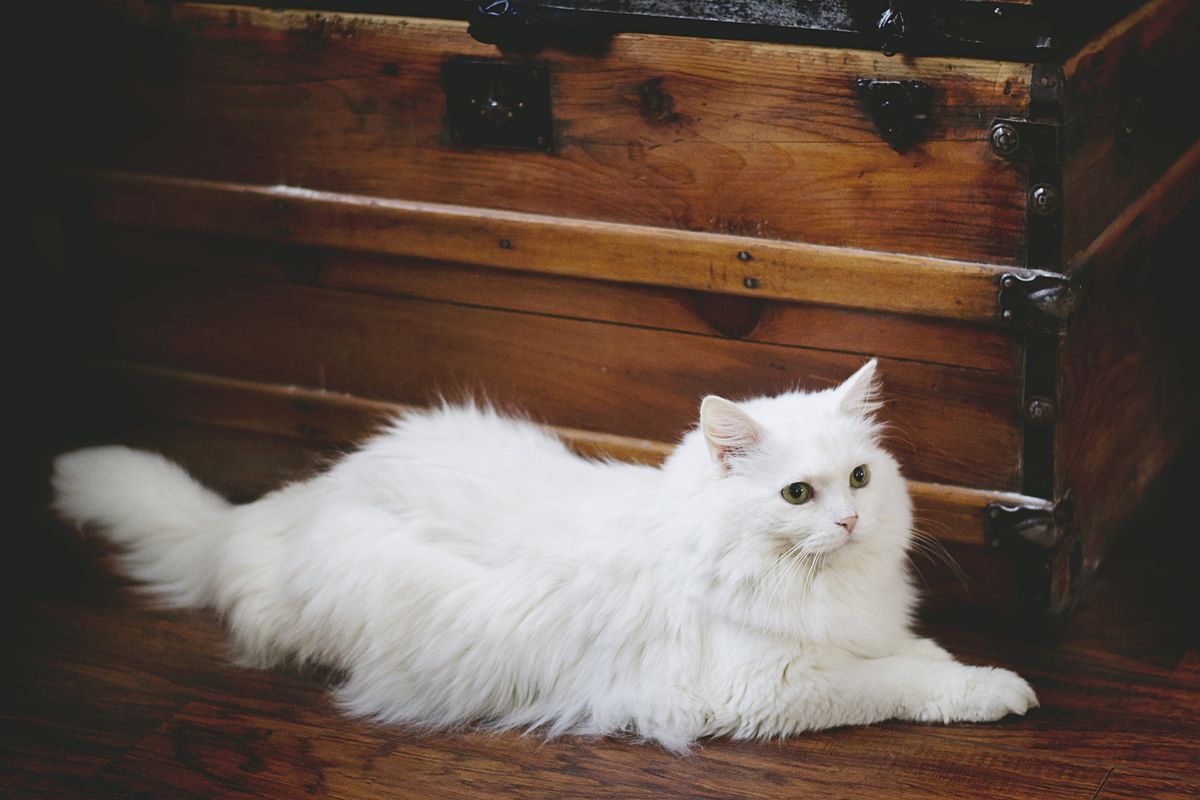 Ilustrasi kucing, bulu kucing, kucing berbulu panjang. 