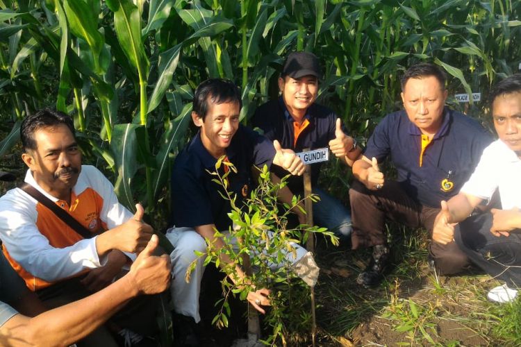 Perhutani KPH Gundih, Kabupaten Grobogan, Jawa Tengah melaksanakan penanaman 5.000 bibit tanaman kayu ‎ putih di kawasan hutan kayu putih seluas 5,8 hektar di Kecamatan Toroh, Grobogan, Jumat (21/12/2018). 