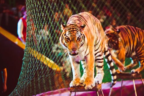 4 Ekor Harimau Sirkus di Italia Serang Pawang hingga Tewas