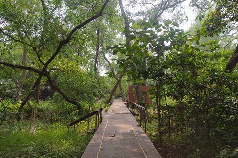 Transformasi Kawasan Mangrove Angke, Kini Jadi Pusat Edukasi