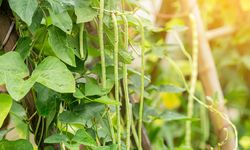 Begini Cara Menanam Kacang Panjang di Pekarangan Rumah