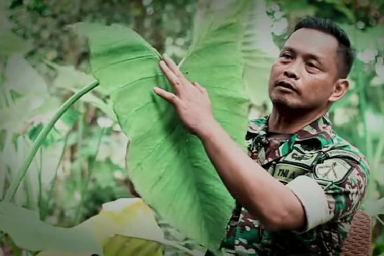 Serka Hidayat membudidayakan daun talas beneng di pekarangan rumahnya di Desa Panembangan, Kecamatan Cilongok, Kabupaten Banyumas, Jawa Tengah.