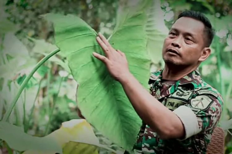 Cerita Sukses Serka Hidayat, Budi Daya Daun Talas Beneng untuk Pengganti Tembakau, Modal Kecil Untung Besar