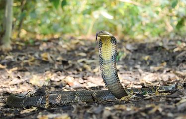 Bir yigitning qolini silkitib qoygan videosi