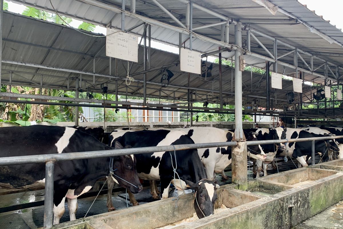 Sapi perah di Cibugary Farm, Pondok Ranggon, Jakarta Timur.
