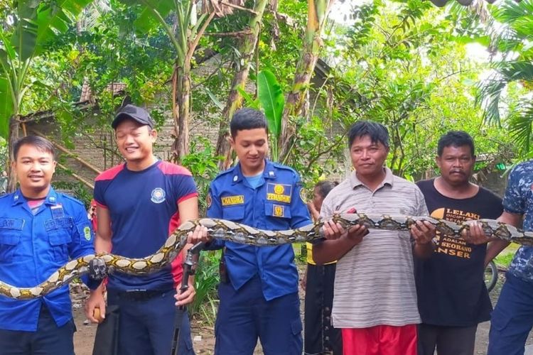 Ular Sanca Kembang yang dievakuasi Damkar Bantul. Senin (14/11/2022)