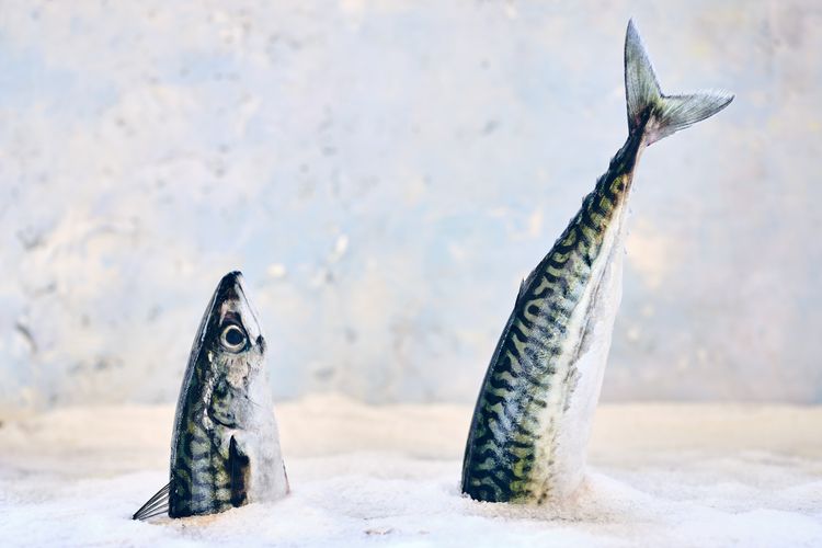 Ikan trout beku menjadi makanan favorit penduduk Oymyakon.