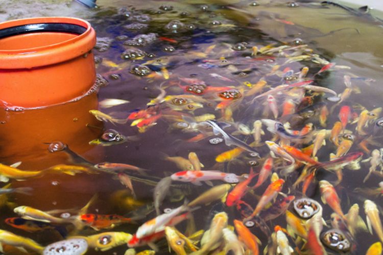 Ilustrasi budidaya ikan dalam ember. 