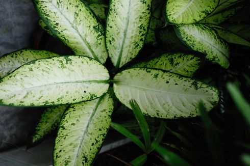 Cara Memperbanyak dan Repotting Dieffenbachia