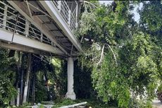 Pohon Tumbang di Jatinegara Timpa JPO dan Belasan Kendaraan, 2 Orang Terluka