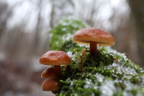 Mengapa Fungi Tidak Termasuk ke Dalam Kingdom Plantae?