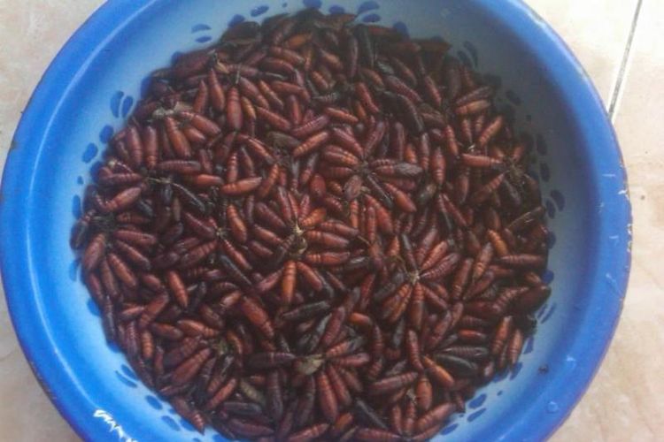 Ungkrung or teak caterpillar cocoons, a typical Gunungkidul culinary delight.