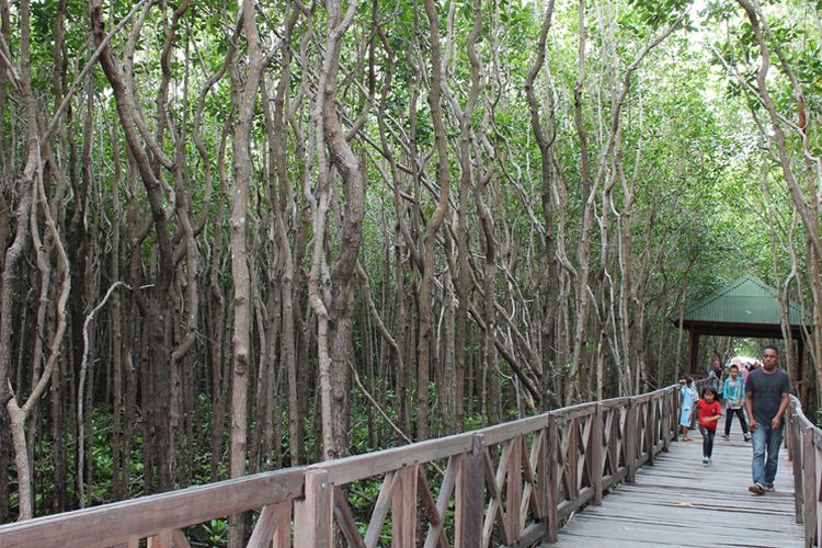Wisata Hutan Bakau Tongke-tongke, Kecamatan Sinjai Timur, Kabupaten Sinjai, Sulawesi Selatan.