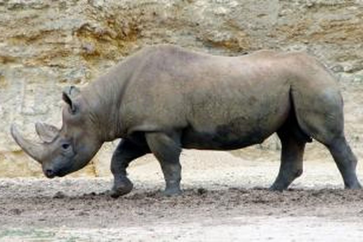 Badak hitam Afrika (Diceros bicornis)