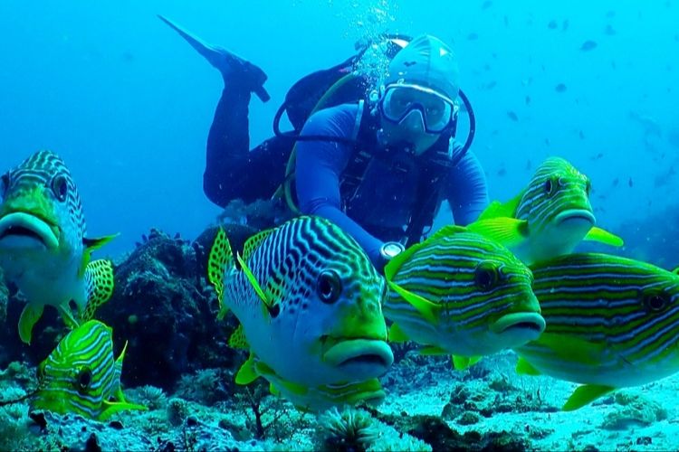 Pariwisata Raja Ampat