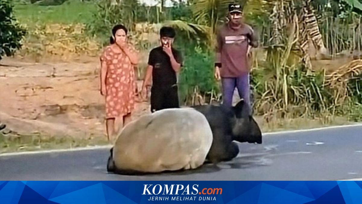 Tapir Disembelih Lalu Dimasak Rica-Rica di Mesuji Lampung, 4 Orang Ditangkap, 2 Masih Buron