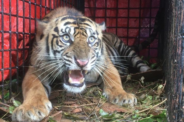 Seekor harimau sumatera yang tertangkap kandang jebak milik BKSDA Aceh di Tapaktuan, Aceh Selatan, Senin (25/7/2022).