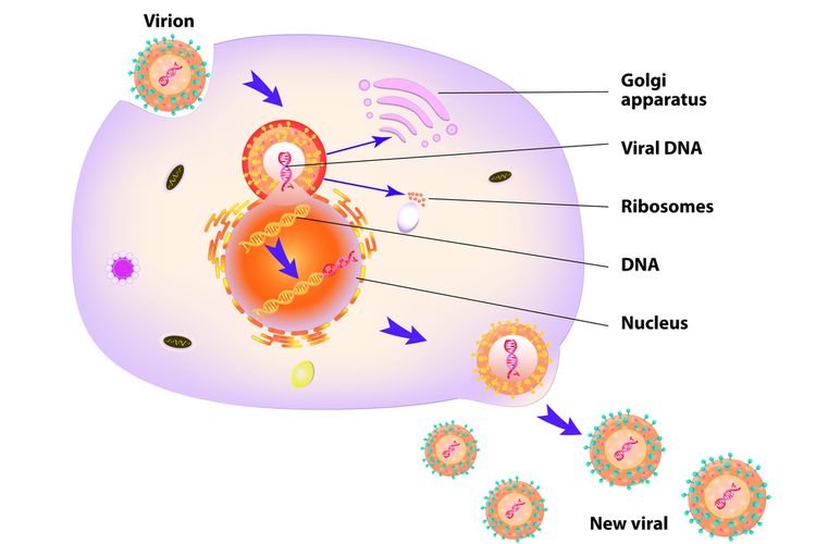 Ilustrasi replikasi virus