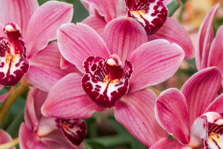 Ilustrasi bunga anggrek Cymbidium merah. 