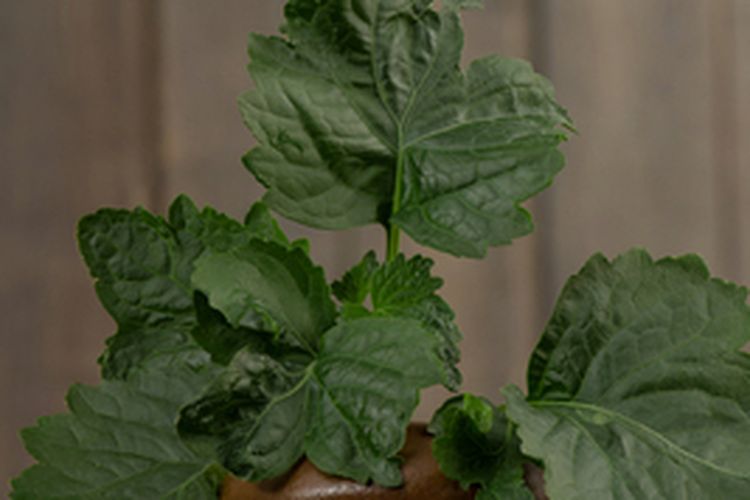 Tanaman nilam penghasil minyak atsiri