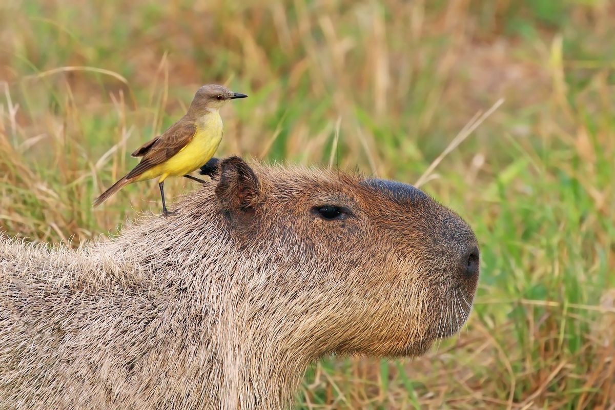 ilustrasi kapibara. ciri-ciri makhluk hidup, salah satunya adalah bertumbuh dan berkembang.