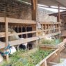 Saat DIY Surplus Sapi dan Kekurangan Hewan Ternak Jenis Domba...