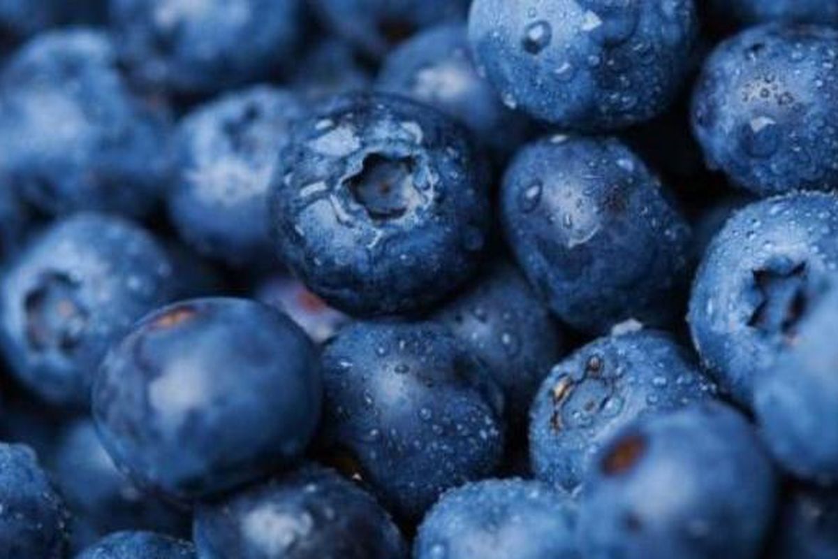 Tomat ungu seperti buah blueberry merupakan pangan rekayasa genetika hasil temuan ilmuwan Inggris.