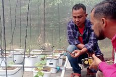 Jambu Kristal dari Kota Batu Sukses Tembus Pasar Ritel berkat Teknologi Pertanian