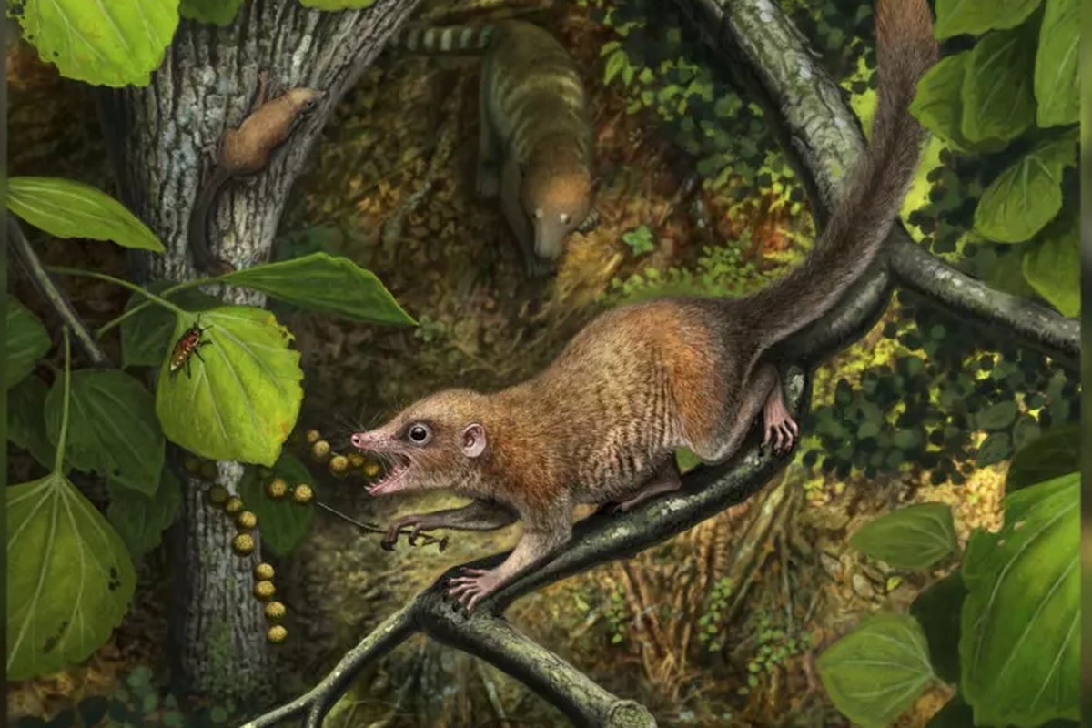 Ilustrasi Purgatorius mckeeveri, primata paling awal yang diketahui.
