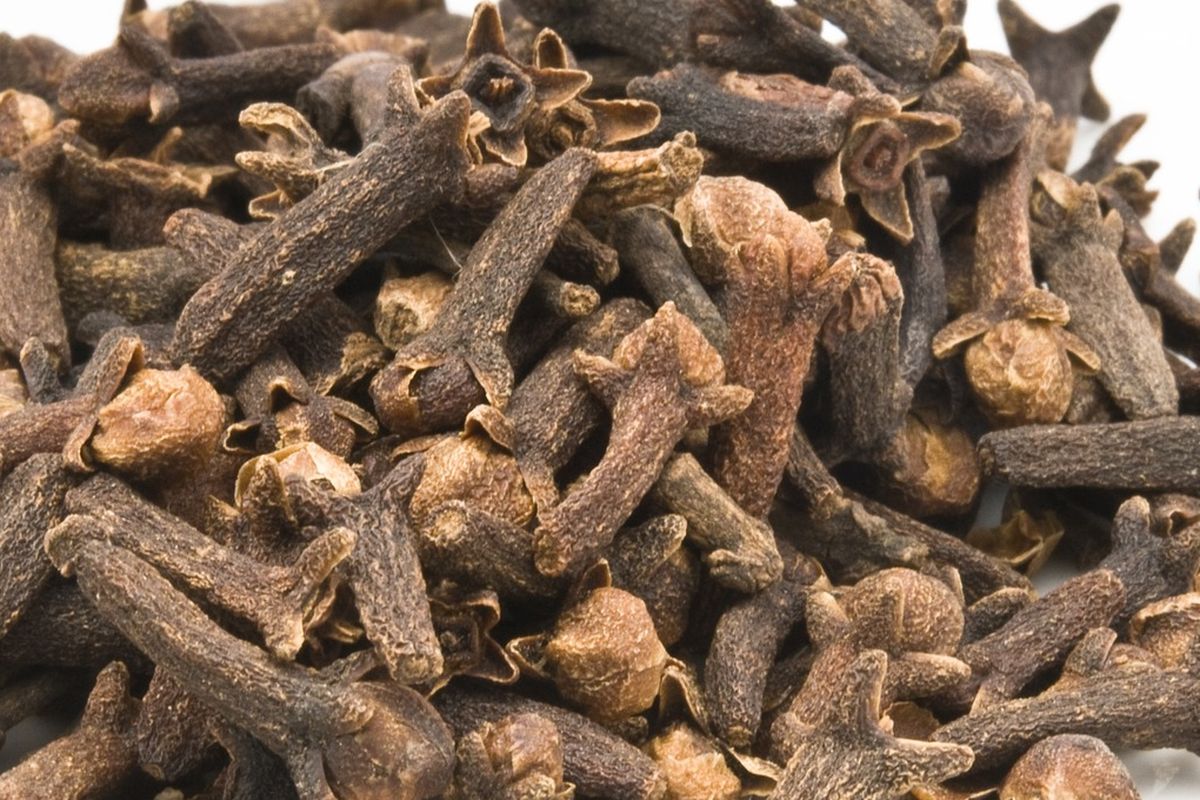 Ilustrasi cengkeh. 