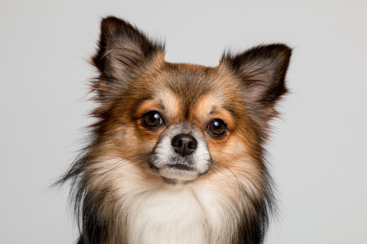 Ilustrasi anjing Chihuahua.