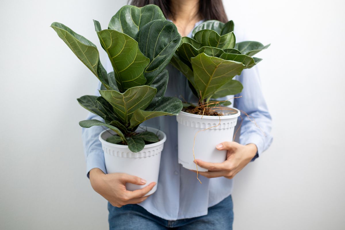 Ilustrasi tanaman fiddle leaf figs atau ara biola.