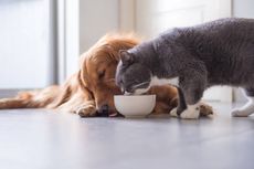 Bisakah Kucing Memakan Makanan Anjing?