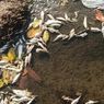 Video Viral Ikan Sungai Bonggo di Sragen Mati Diduga Diracun, Dilaporkan ke Polisi