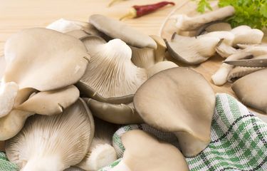 Pentingnya Jamur Untuk Ketahanan Pangan Di Masa Pandemi Covid-19 Halaman  All - Kompas.com