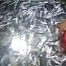 Viral, Video Jutaan Ikan Berloncatan Penuhi Pantai di Bandar Lampung