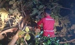 Angin Kencang Tumbangkan 86 Pohon, Pemkot Semarang Lakukan Evakuasi Semalam Suntuk