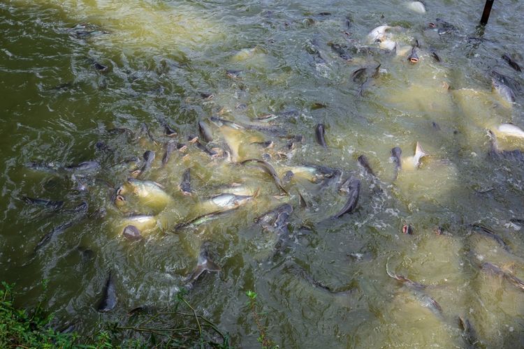 Ilustrasi budidaya ikan lele, kolam ikan lele.